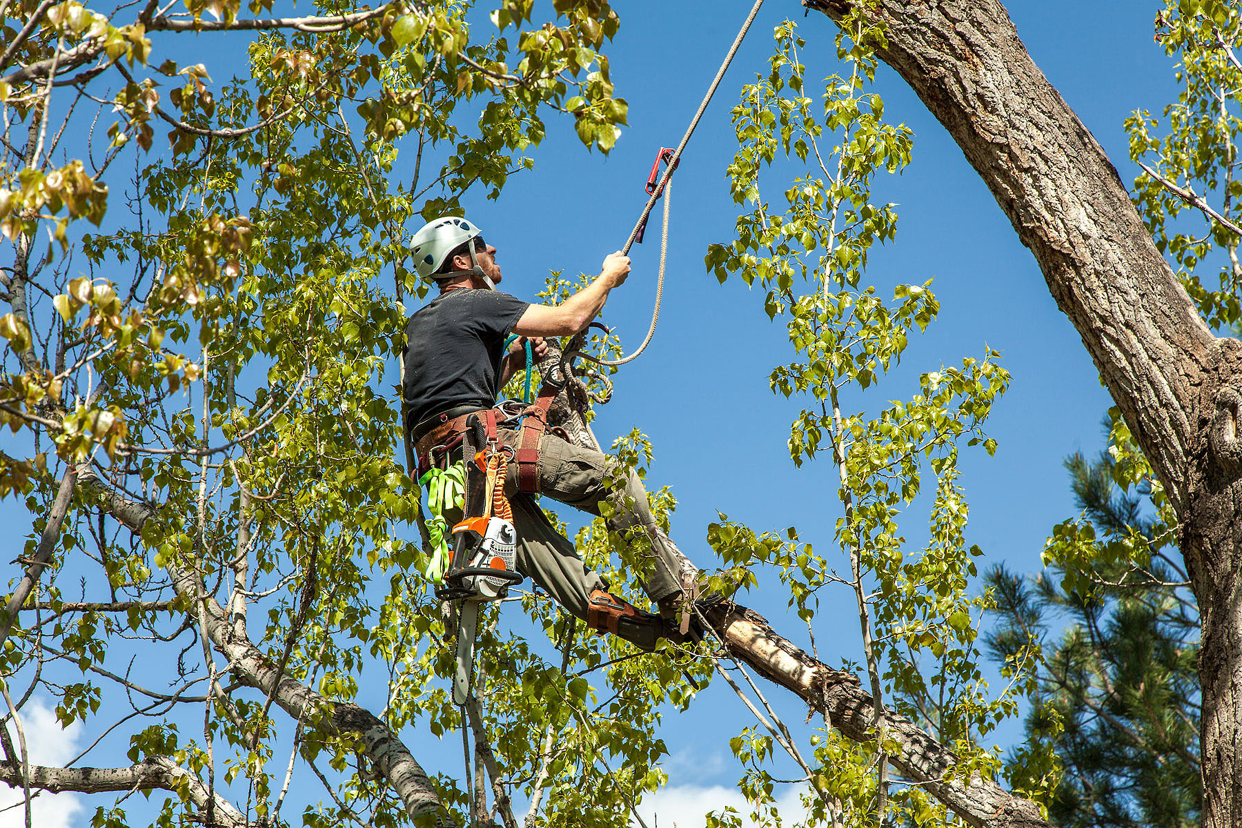 Tree Work And Maintenance Tree Care Sydney Treemendous Tree Care 